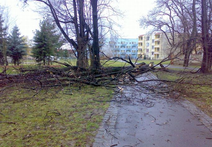 Popadané stromy v českobudějovickém parku