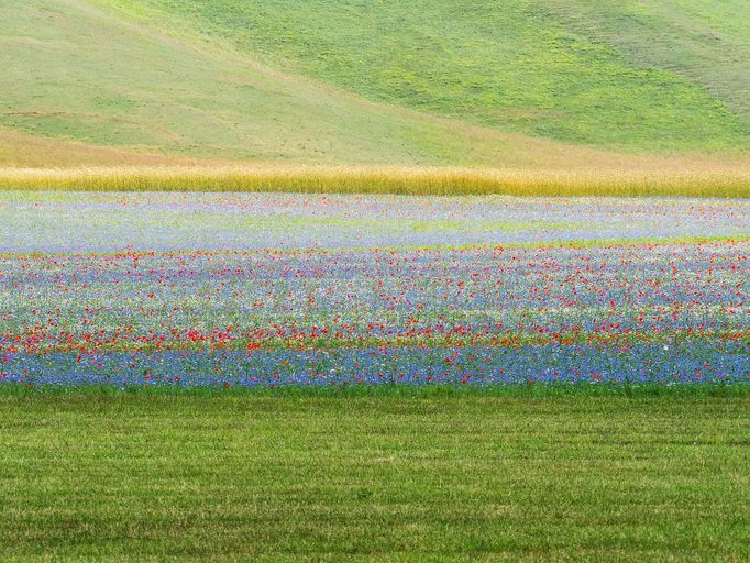 Rozkvetlá letní pole v okolí italské vesnice Castelluccio di Norcia