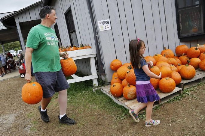 Customers shop for pumpkins at Stribling Orchard in Markham, Virginia, October 6, 2012. According to the U.S. Department of Agriculture, pumpkin prices are up 7 percent nationally over 2011 as consumers prepare for the upcoming Halloween and Thanksgiving seasons. REUTERS/Jonathan Ernst (UNITED STATES - Tags: SOCIETY ENVIRONMENT AGRICULTURE) Published: Říj. 6, 2012, 10:15 odp.