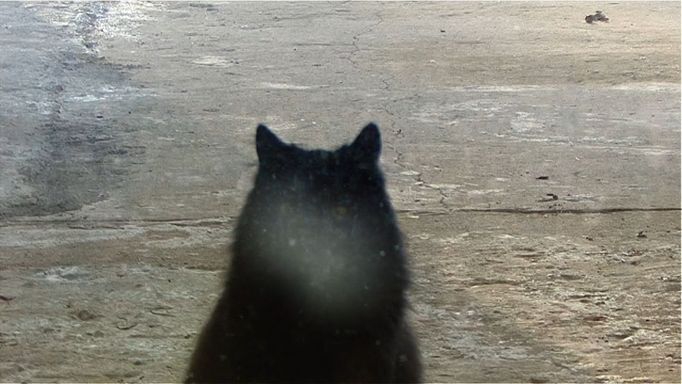 David Přílučík: Cat (kočka), snímek z videa, 49 vteřin, 2013.