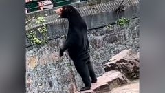 medvěd malajský v čínské zoo