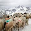Fotogalerie / Ovce v Alpách / Reuters / 8