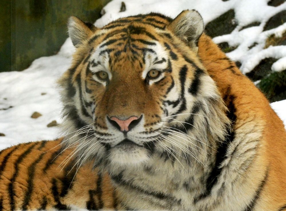 Zimní zoo - Zoo Olomouc