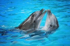 Delfíni mají ze sexu stejné potěšení jako lidé, tvrdí vědci. Zkoumali klitorisy samic