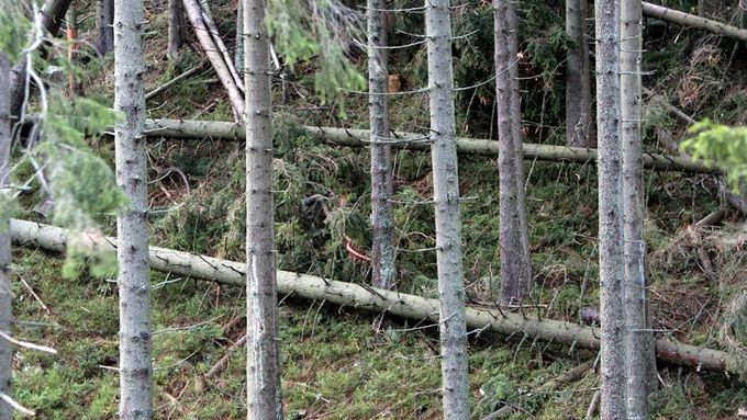 Vyvrácené stromy v Krkonoších