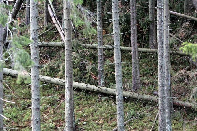 Padlé stromy v lese. Pro lesníky práce, pro fotografa estetika. Chcete křížky nebo kolečka?