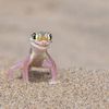 Finalisté soutěže Nikon Comedy Wildlife Awards 2024