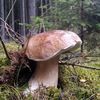 NEPOUŽÍVAT !!! Fotosoutěž houby 2017
