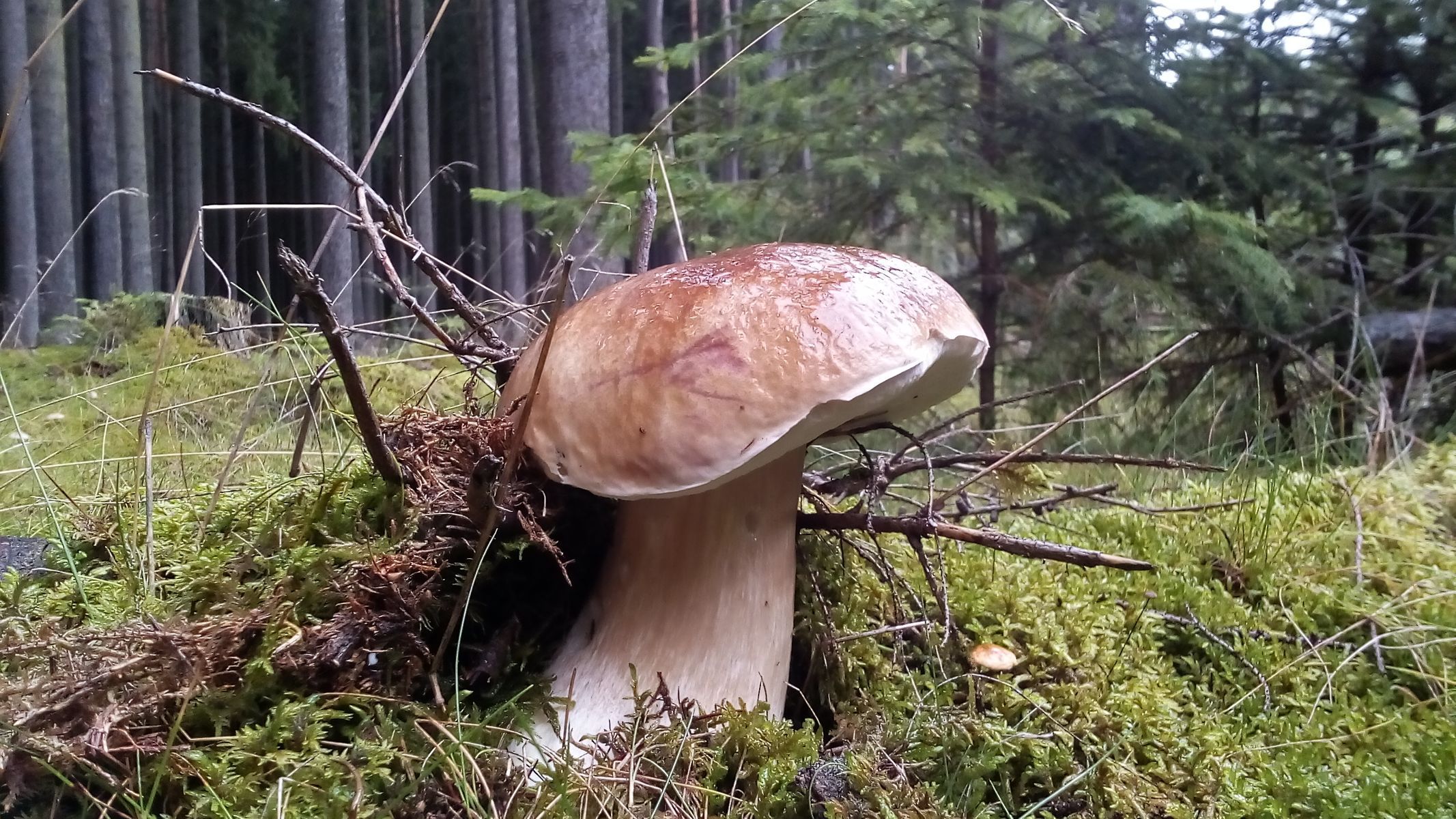 NEPOUŽÍVAT !!! Fotosoutěž houby 2017