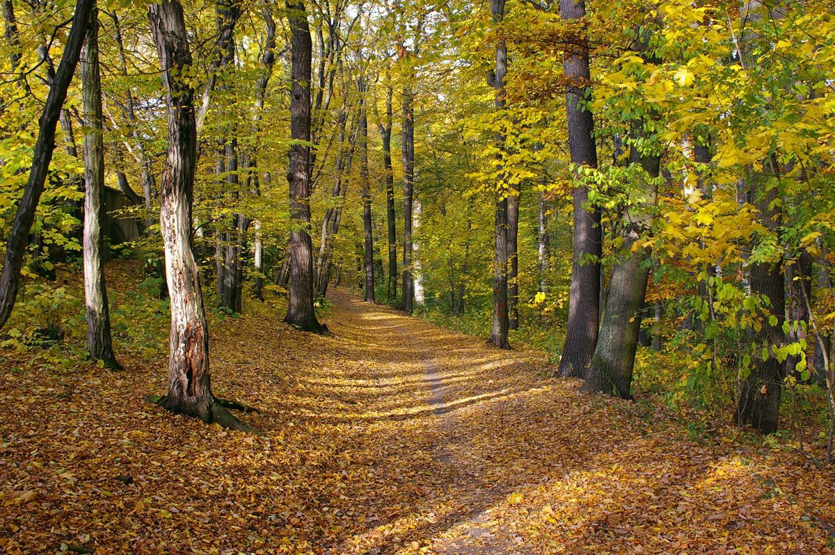 Obora hvězda Praha