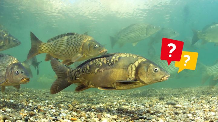 Kapra poznáte, ale jak vypadá perlín nebo piskoř? Padesát ryb Česka ve velkém kvízu; Zdroj foto: Shutterstock.com, Aktuálně.cz