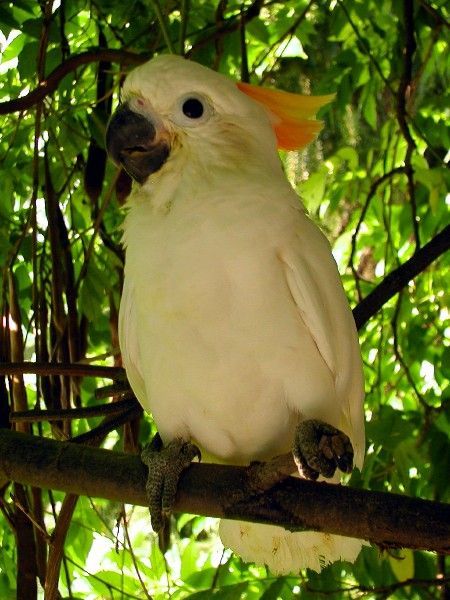 Papoušek kakadu