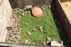 Po Praze běhaly želvy za téměř 400 tisíc korun. Stovky zvířat skončily v pražské a plzeňské zoo