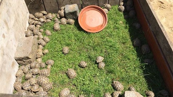 Chráněné želvy zelenavé nalezené u silnice v Praze-Štěrboholích.