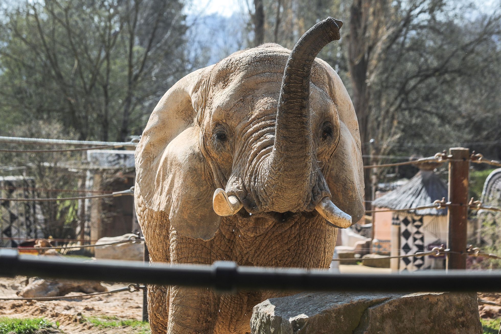 Uzavřená Zoo Dvůr Králové kvůli nouzovému stavu