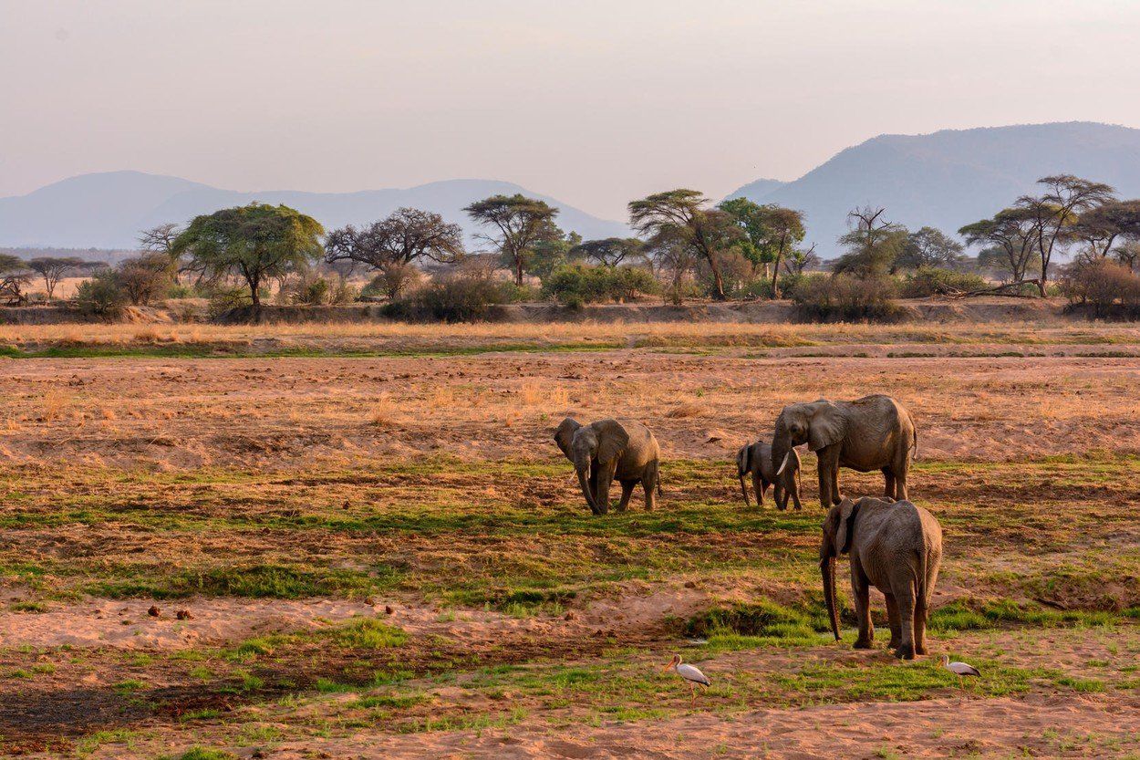 Národní park Ruaha, Tanzánie