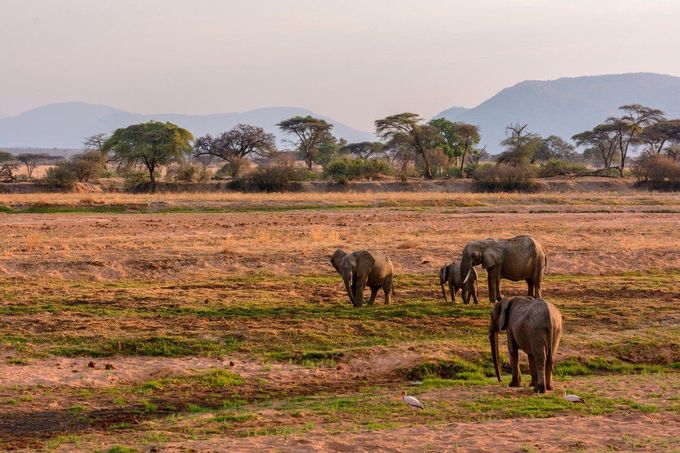 Národní park Ruaha, Tanzánie