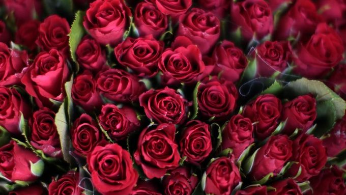Sv. Valentýn: Svátek zamilovaných a rudých růží