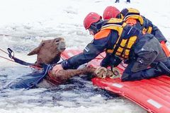 Kůň se propadl na zamrzlém Lipně. Lidé hodinu bojovali o jeho život