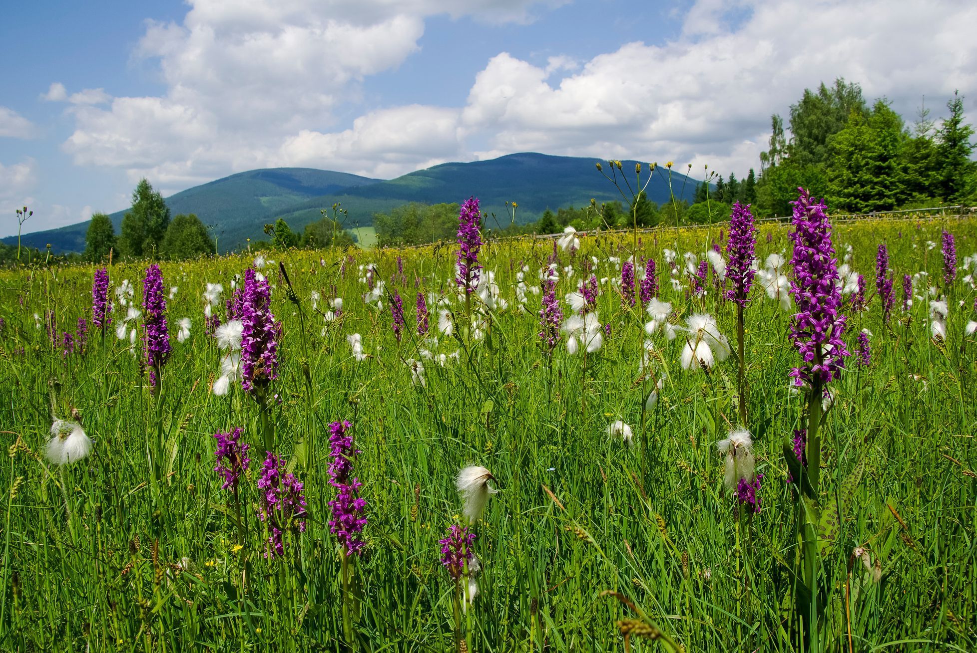 Krokonoše Svoboda, Rýchory, Sklenářovice, Mladé buky