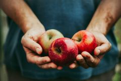 Úroda jablek letos klesne o čtvrtinu, očekávají ovocnáři