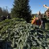 Foto: &#8220;Stromkománie&#8220; začíná. Lesníci už mají před Vánoci pohotovost.