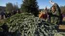 Beau Estes uses a rope to strap down the White House Christmas tree during the White House Christmas tree cutting at Peak Farms in Jefferson, North Carolina November 17, 2012. The 18 1/2 foot Fraser fir will be displayed in the Blue Room at the White House. The tree was planted from a seed in 1990. REUTERS/Chris Keane (UNITED STATES - Tags: ENVIRONMENT) Published: Lis. 17, 2012, 4:13 odp.