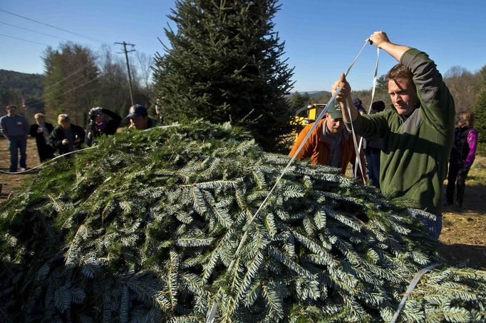 Beau Estes uses a rope to strap down the White House Christmas tree during the White House Christmas tree cutting at Peak Farms in Jefferson, North Carolina November 17, 2012. The 18 1/2 foot Fraser fir will be displayed in the Blue Room at the White House. The tree was planted from a seed in 1990. REUTERS/Chris Keane (UNITED STATES - Tags: ENVIRONMENT) Published: Lis. 17, 2012, 4:13 odp.