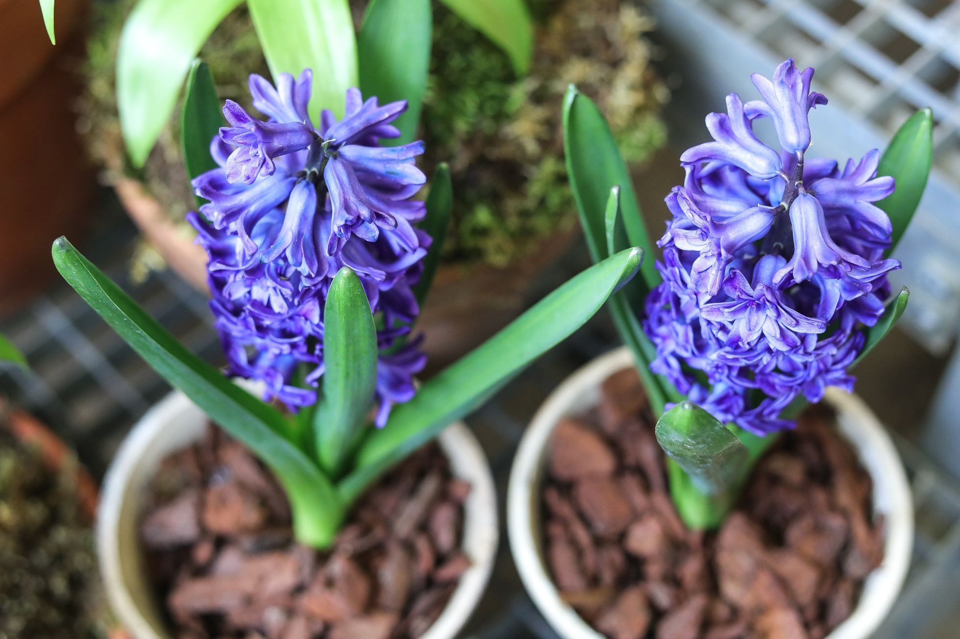 Výstava květin Předjaří, Pražský Hrad