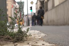 Dlažbu v centru Prahy překryl asfalt, podle technické správy je to jen dočasné řešení