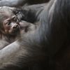 Mládě gorily Kijivu v pražské zoo