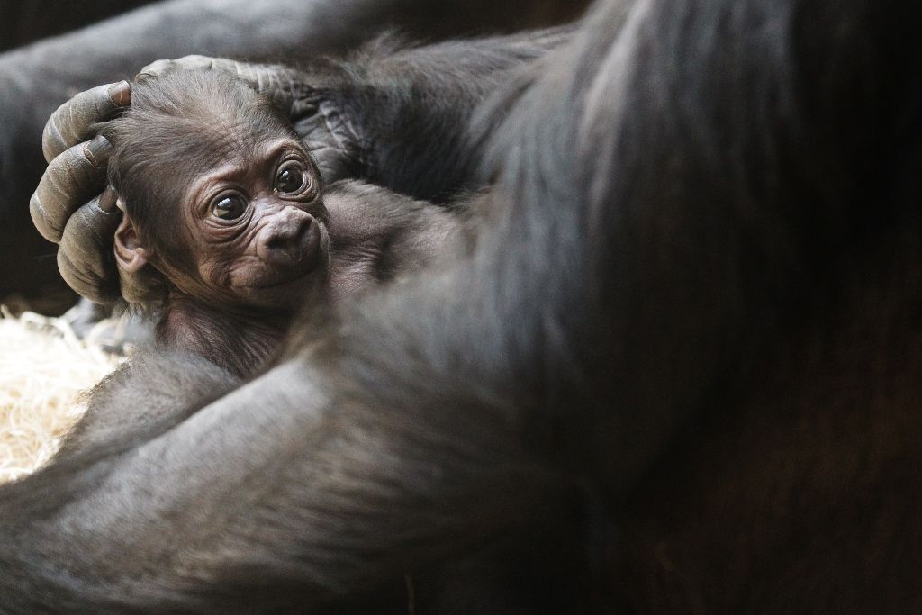 Mládě gorily Kijivu v pražské zoo
