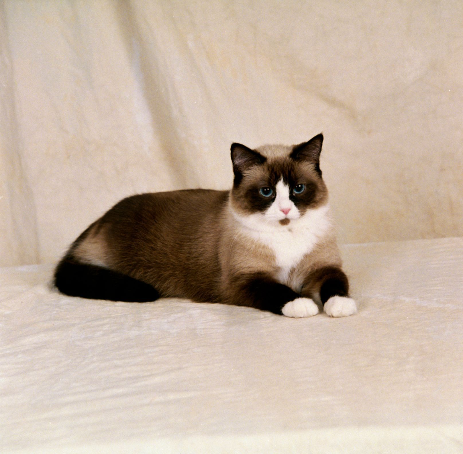 Порода кошки сноу шу фото и описание