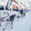 femundlopet psí spřežení mushing norsko