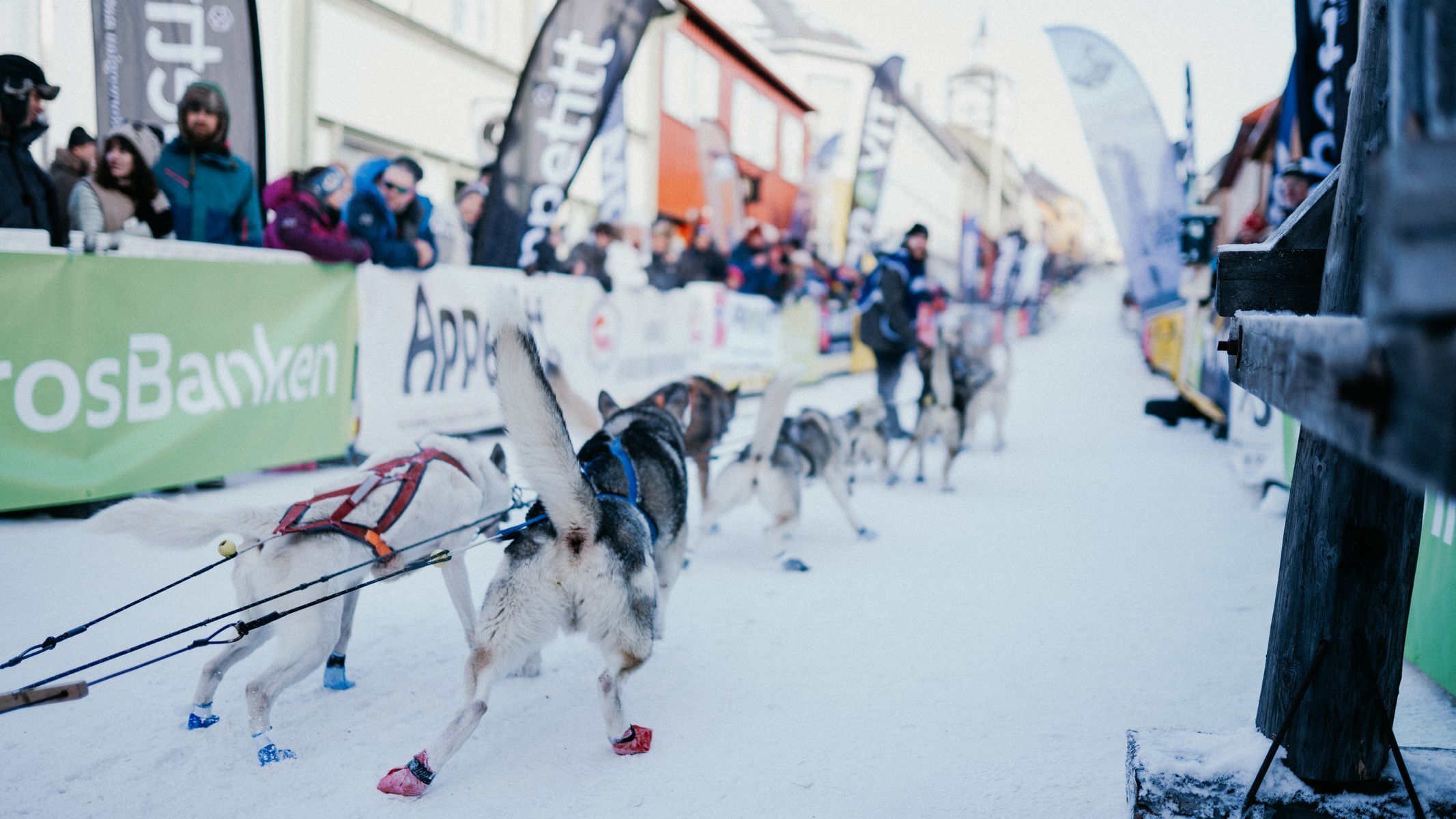femundlopet psí spřežení mushing norsko