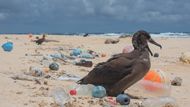 Kvůli plastům každoročně zemře více než milion mořských živočichů.