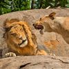 Finalisté soutěže Nikon Comedy Wildlife Awards 2024