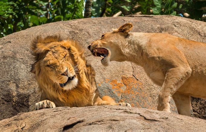 Finalisté soutěže Nikon Comedy Wildlife Awards 2024