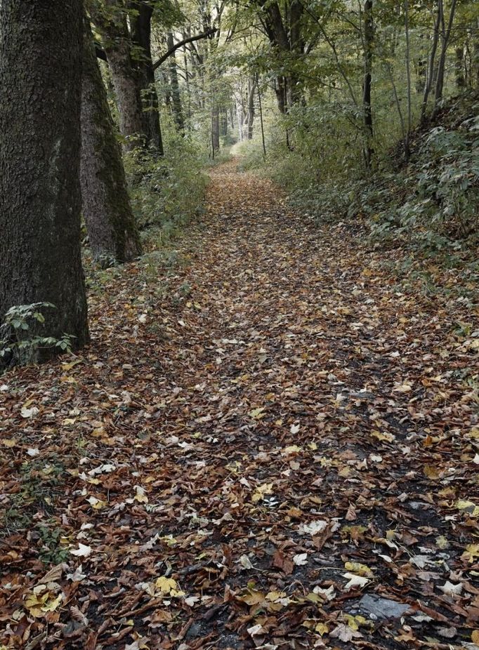 Staré Hory (Oloví-Jindřichovice, Karlovarský kraj).  "Je to moje oblíbená, i když trochu strašidelná, cesta zaniklou obcí Staré Hory," píše o javorové aleji autor.