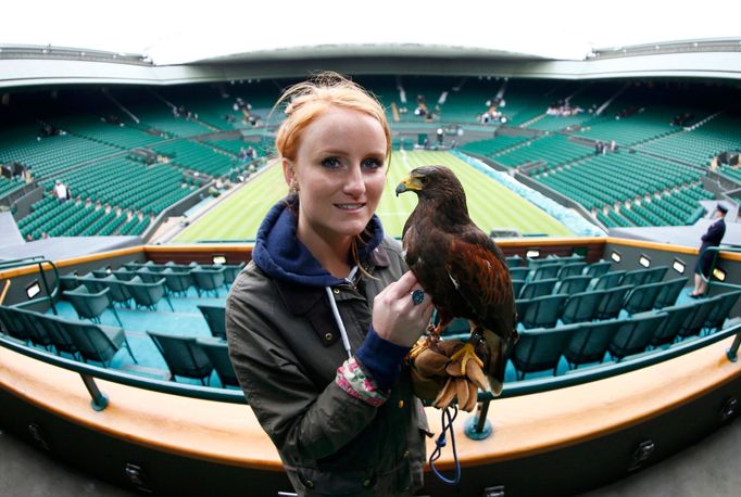 Wimbledon 2013 odstartoval: orel Rufus