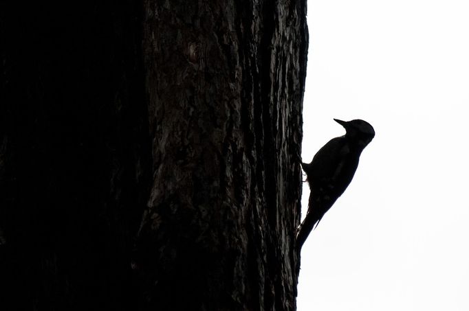 Tomáš Hulík vystavuje v pražské Nikon Photo Gallery cyklus Ispirováno přírodou