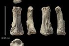 Nález zkamenělého prstu může přepsat historii: Člověk odešel z Afriky dřív, než se předpokládalo
