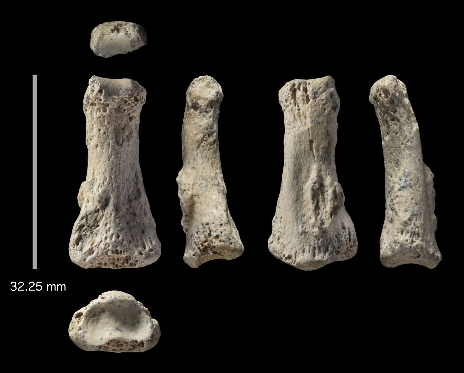 Fosilie prstu Homo sapiens