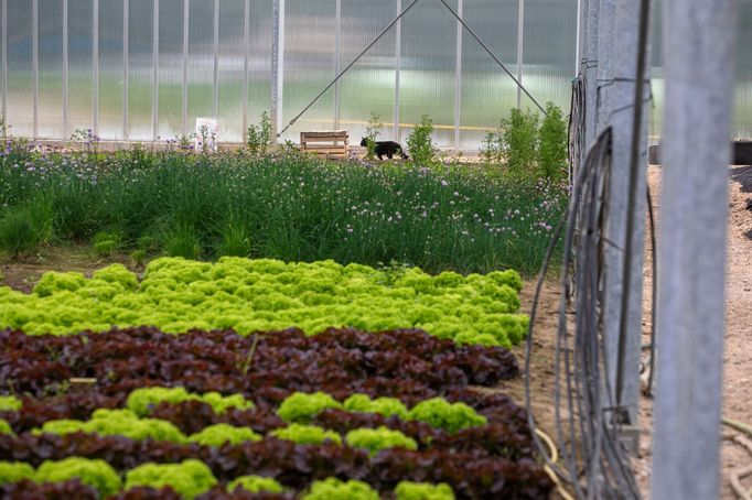 Aquaponická farma Rybí zahrada