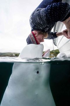 Běluha Hvaldimir a rybář Joar Hesten na snímku, který pořídil norský fotograf Aleksander Nordahl.