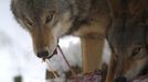 Mongolian wolves devour a deer cadaver in an enclosure at Wolfspark Werner Freund, in Merzig in the German province of Saarland January 24, 2013. German wolf researcher Werner Freund, 79, established the wolf sanctuary in 1972 and has raised more than 70 animals over the last 40 years. The wolves, acquired as cubs from zoos or animal parks, were mostly hand-reared. Spread over 25 acres, Wolfspark is currently home to 29 wolves forming six packs from European, Siberian, Canadian, Artic and Mongolian regions. Werner has to behave as the wolf alpha male of the pack to earn the other wolves respect and to be accepted. Picture taken January 24, 2013. REUTERS/Lisi Niesner (GERMANY - Tags: ANIMALS SOCIETY) Published: Led. 26, 2013, 2:43 odp.