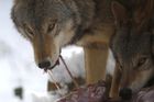 Na Kokořínsku někdo zabil vlka, ochránci nabízí 100 tisíc za dopadení pytláka