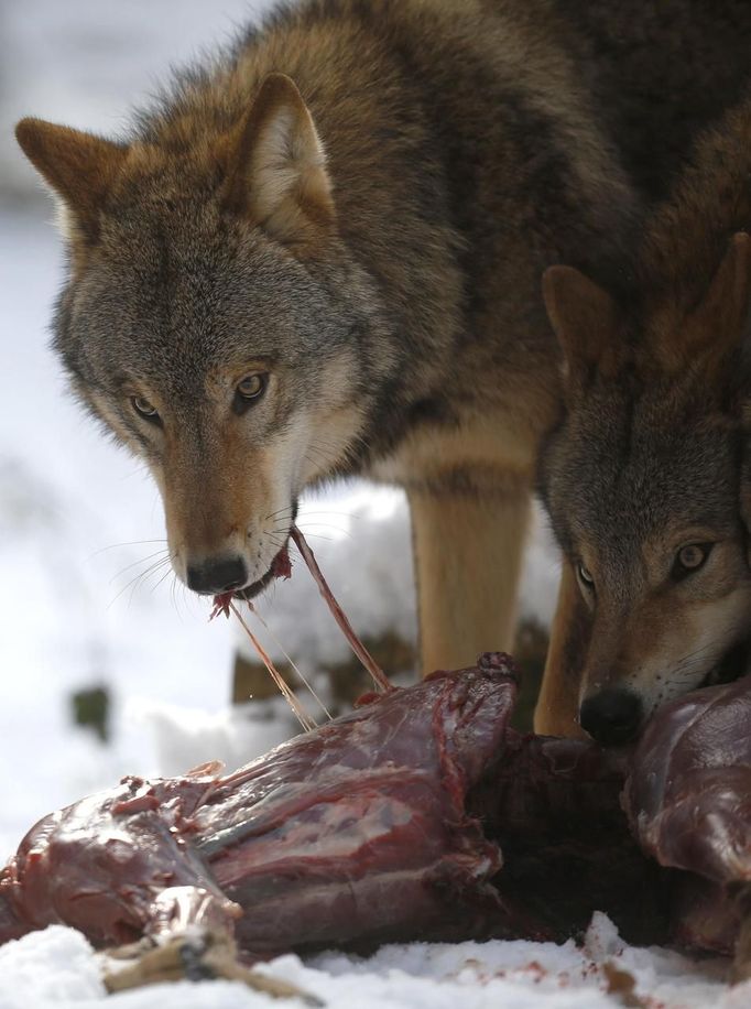 Mongolian wolves devour a deer cadaver in an enclosure at Wolfspark Werner Freund, in Merzig in the German province of Saarland January 24, 2013. German wolf researcher Werner Freund, 79, established the wolf sanctuary in 1972 and has raised more than 70 animals over the last 40 years. The wolves, acquired as cubs from zoos or animal parks, were mostly hand-reared. Spread over 25 acres, Wolfspark is currently home to 29 wolves forming six packs from European, Siberian, Canadian, Artic and Mongolian regions. Werner has to behave as the wolf alpha male of the pack to earn the other wolves respect and to be accepted. Picture taken January 24, 2013. REUTERS/Lisi Niesner (GERMANY - Tags: ANIMALS SOCIETY) Published: Led. 26, 2013, 2:43 odp.