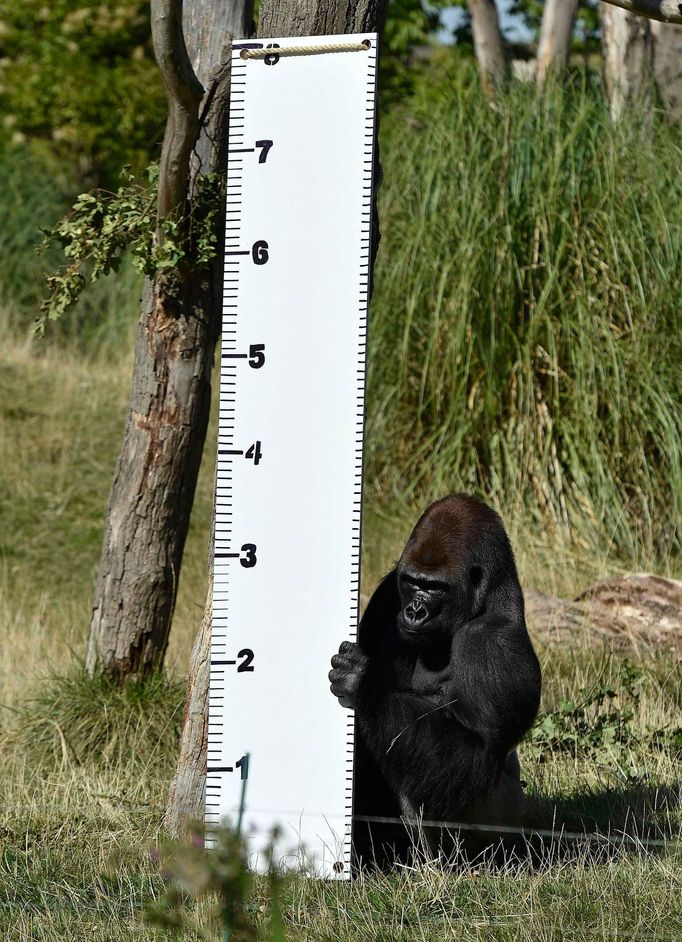 Každoroční měření a vážení zvířat v londýnské Zoo