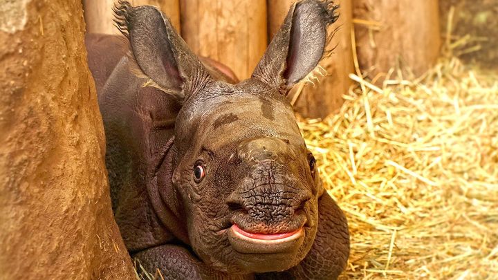 Vánoční dárek od Manjuly: nové mládě vzácného nosorožce indického je pohrobek